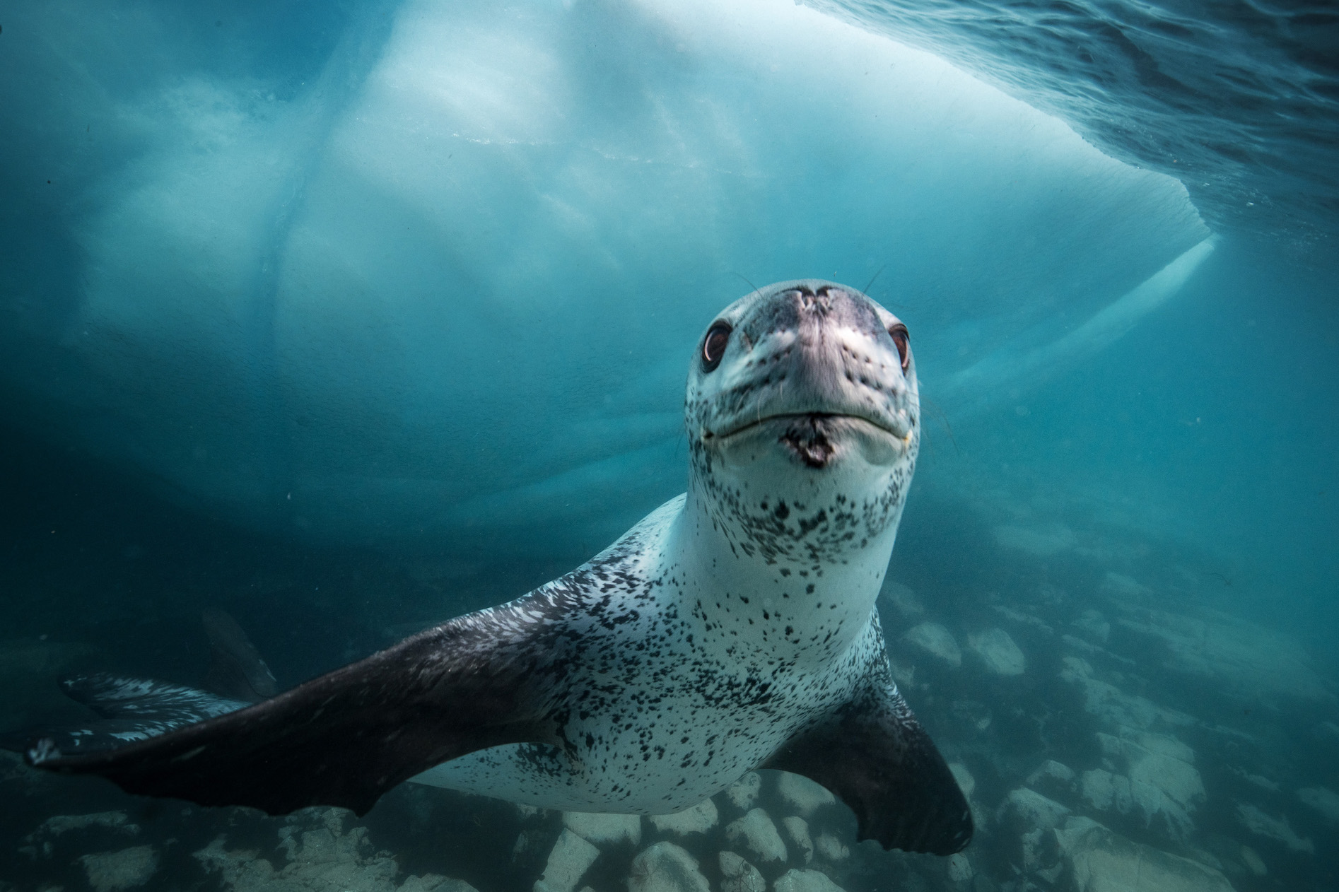 2014 年，克莉絲汀娜 · 米特麥爾與保羅 · 尼克蘭 和安迪 · 曼共同創立 SeaLegacy。他們攜手完成 超過 45 次探險，其中更在南極洲發現豹海豹。 科學考察證明豹海豹正遷入南極洲的海